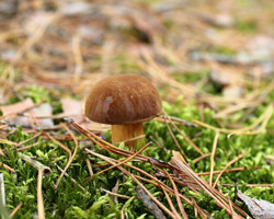 Mushroom Forest