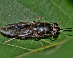 Soldier Fly